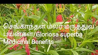 செங்காந்தள் மலர் மருத்துவ பயன்பாடுகள்(Gloriosa superba Medicinal Benefits)