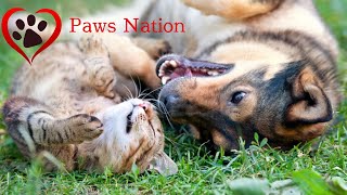 Adorable Animals and Expert Pet Care Tips from Pawsnation