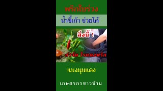 พริกใบร่วง น้ำขี้เถ้าช่วยได้ | เกษตรกรชาวบ้าน