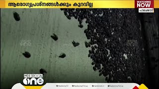 വീട് നിറയെ പെറ്റുപെരുകി കോട്ടെരുമകൾ; താമസിക്കാൻ പറ്റാതെ വീടുവിട്ടിറങ്ങി കുടുംബം