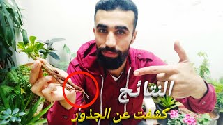 زراعة عطر الليل في المنزل 2