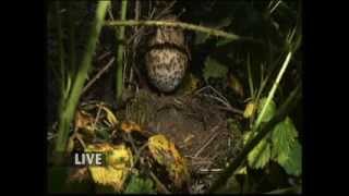 BBC Springwatch 2013 - Episode 10