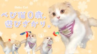 【ゆる動画】遊びざかりのべび猫にきゅんが止まらない。