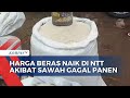 Banyak Sawah Gagal Panen, Harga Beras di NTT Merangkak Naik!