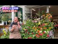 this week s flower news 121 2025.2.27 aiming for 10 000 subscribers ♪ delivering today as well...