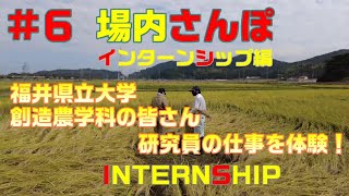 🌾県大生のインターンシップ  研究員の仕事を体感！【第６回　場内さんぽ　インターンシップ編】　福井県立大学 創造農学科の学生さんのインターンシップ　#福井県立大学#インターンシップ #大学生#米