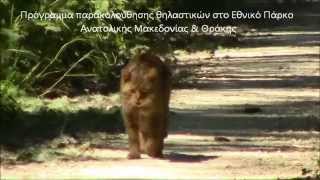 Αγριόγατα - Felis Silvestris