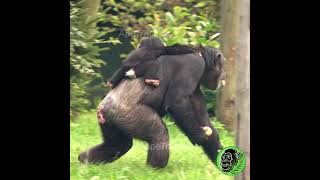 Mother Chimp Grabbing What She Can #shorts