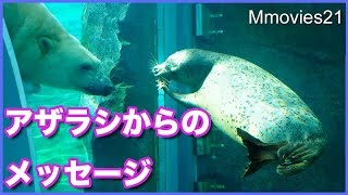 ホッキョクグマとアザラシ　ガラス越しに見せ合う　Polar Bear \u0026 Spotted Seal