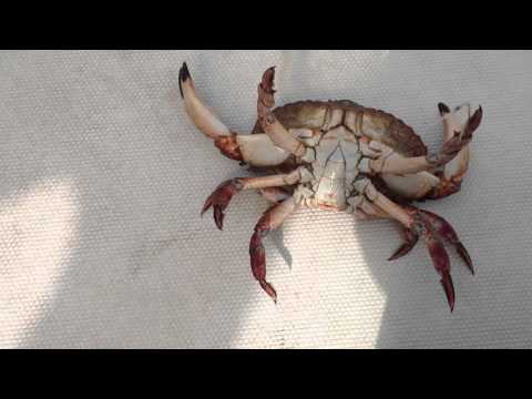 How to catch and cook a red rock crab EP 1 How to catch and cook a red rock crab EP 1