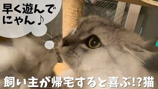 飼い主が帰宅すると喜ぶ!?猫