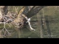 ヤマセミ啼声収録 水浴び後の羽づくろい。grooming feathers after bathing of the greater pied kingfisher.