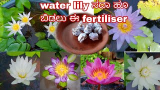 fertiliser i use to get regular bloom in water lily | ವಾಟರ್ ಲಿಲ್ಲಿ ಗೆ best fertiliser