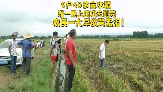 9户40多亩水稻，就一晚上的功夫割完，农民一大早欲哭无泪！