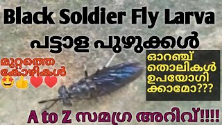 Black Soldier Fly Larva ഓറഞ്ച് തൊലികളിൽ നിന്നും എടുക്കാനാകുമോ?? BSF വളർച്ചക്ക് എന്തൊക്കെ ഉയോഗിക്കാം