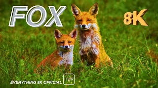 FOX in EVERYTHING 8K OFFICIAL: discovery about foxes #animals #8k #fox #hd #hdr