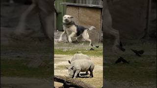 An hungry dog jumping and rhinos #shortsviral #youtubeshorts #wildwildlife #doglover #dogs #animals