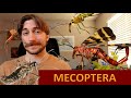 Mecoptera: The Scorpionflies - Order Spotlight