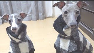 人間よりも高い服を着こなす犬たち・・【イタリアングレーハウンド 】