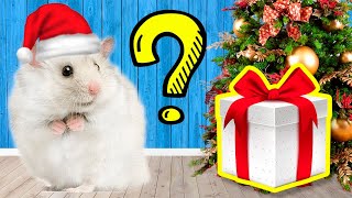 🎄🎁 SURPRIZE FROM SANTA🎅[Christmas maze for hamster]