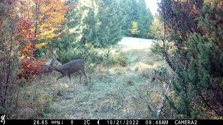 European roe deer (Capreolus capreolus)