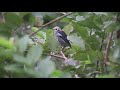 chestnut cheeked starling，小椋鳥