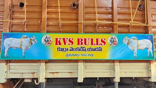 KVS BULLS కుర్రా వెంకటేష్ యాదవ్ గారు మైదుకూరు టౌన్ కడప జిల్లా వారి సీనియర్స్ గిత్తలు