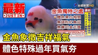 金魚象徵吉祥福氣 體色特殊過年買氣夯【最新快訊】