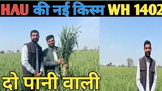 गेहू की नई क़िस्म WH 1402 HAU || दो पानी वाली || राजस्थान के किसनों के लिए रामबाण कम पानी में कामयाब