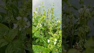 Как цветёт базилик? | How does basil flower? Basil flowers | Fiori di basilico | Bazilika ziedi