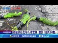 綠鬣蜥肆虐往北蔓延 雲林1週抓80隻農損慘 沒預算禁抓捕綠鬣蜥 ｜三立新聞網 setn.com