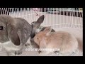 30天兔宝宝与兔爸爸的第一次亲密接触 30 days baby bunnies meeting their dad first time