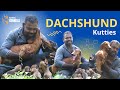 Dachshund Kutties | Tamil Nadu | Kanyakumari -Nanba Kennels