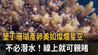 墾丁珊瑚產卵美如燦爛星空　不必潛水！線上就可親睹－民視新聞