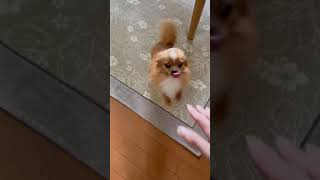 久しぶりの再会を大喜びで歓迎してくれる犬