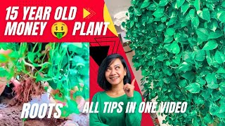 15 साल पुराने मनी प्लांट देख लीजिए  जानिए कैसे करती हूं मैं इसकी देखभाल |money plant