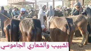 اسعار الشبيب والشعاري الجاموسي بسوق ارمنت جمعه مباركه عليكم جميعا ٢٤/ ١/ ٢٠٢٥م