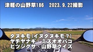 津軽の山野草186(ﾀﾇｷﾓ(ｲﾇﾀﾇｷﾓ？)、ﾔﾁﾔﾅｷﾞ、ﾐｽﾞｵｵﾊﾞｺ、ﾋﾂｼﾞｸﾞｻ、山野草ｸｲｽﾞ)