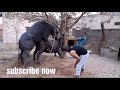 Download Buffalo hybrid video In Mp4 3Gp Full HD Video