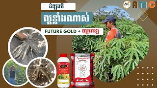 ដំឡូងមី មានអាយុកាល ៣ខែ លោកសុខ ជា ស្ថិតនៅខេត្ត កំពង់ធំ ចំការទី១ មើមច្រើន ធំ វែង