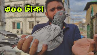 ৩০০ টাকা দিয়ে কবুতর কিনলাম আজকে