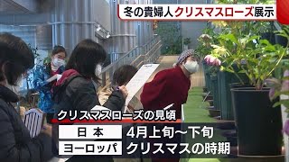 長岡市　“”冬の貴婦人”クリスマスローズ展示【新潟】 (23/02/19 18:16)