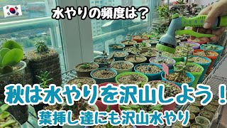 【多肉植物】【初心者】秋は水やりを沢山しよう！葉挿し達にも沢山水やり！秋の水やりの頻度は？【韓国苗】