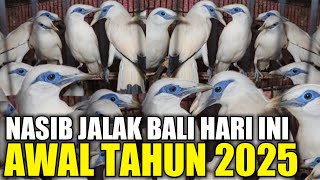 MENGEJUTKAN ! SEMAKIN MURAH HARGA JALAK BALI AWAL TAHUN 2025 HARI INI DIKIOS PASAR PRAMUKA