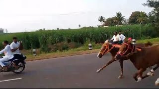 🔰ಕಂಕಣವಾಡಿ ⚡ಜೋಡಿ ಕುದುರೆ ಸ್ಪರ್ದೆ🐎🚩ಬಹುಮಾನ್:21,000🥇