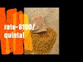 turmeric rates at basmat market hingoli date 02 04 2022