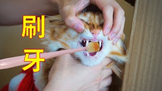 铲屎官给橘猫刷牙，猫：等我刷完牙，看我怎么咬你！