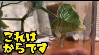 【キリギリス】 共食い対策！！！