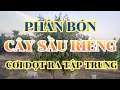 PHÂN BÓN TỐT NHẤT CHO CÂY SẦU RIÊNG.