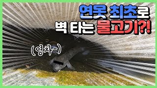 지금까지 이런 물고기(?)는 없었습니다 #말뚝망둑